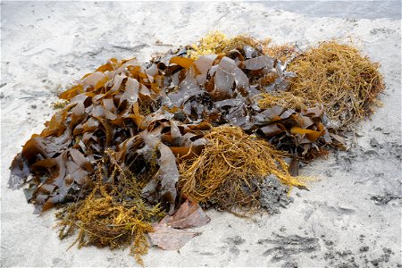Seaweed (wakame) photo