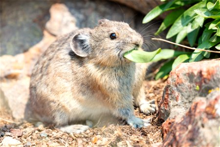 Pika eating a leaf