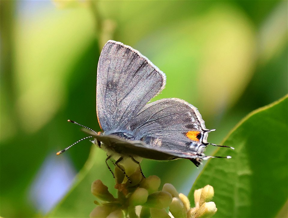 HAIRSTREAK, GRAY (Strymon melinus) (01-04-2023) national buttrtfly center, palmview, hidalgo co, tx -05