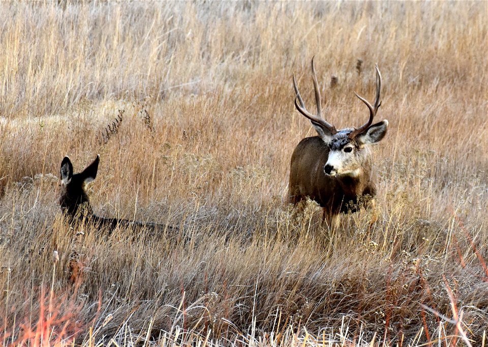 Mule deer at Seedskadee National Wildlife Refuge