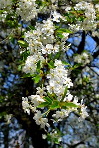 Spring ,April 2023