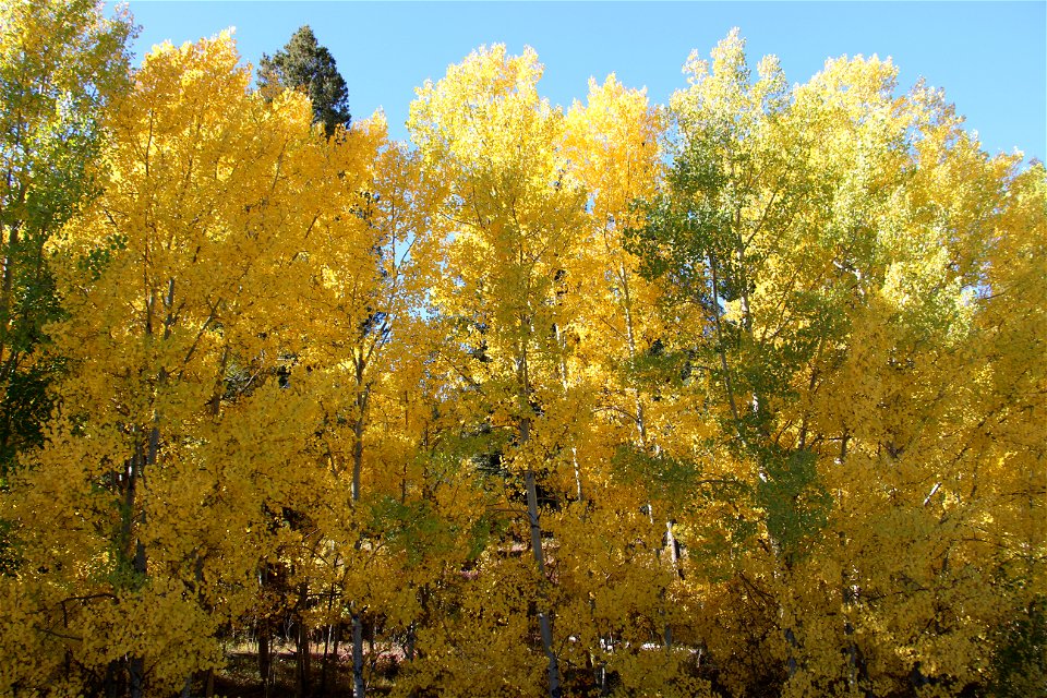 Yellow Forest photo