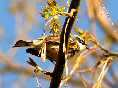 Yellow-rumped warbler photo