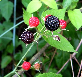 Black Raspberries photo
