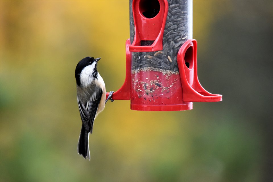 Black-capped chickadee