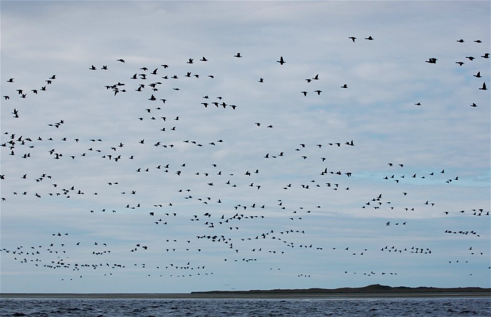 Brant at Izembek Lagoon