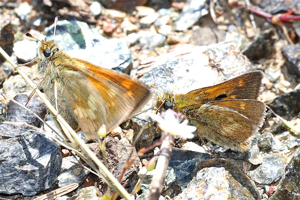 SKIPPER, MARDON (Polites mardon) (06-20-2022) low divide road, smith river recreation area, del norte co, ca -03 female & male