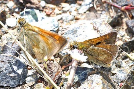 SKIPPER, MARDON (Polites mardon) (06-20-2022) low divide road, smith river recreation area, del norte co, ca -03 female & male