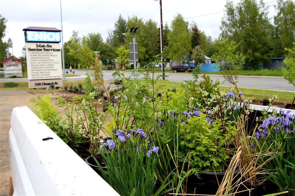 Rain Garden Installation
