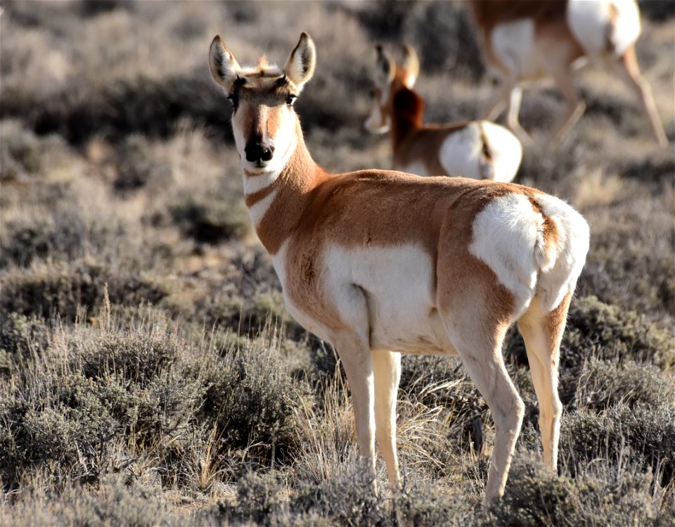 Pronghorn at Seedskadee National Wildlife Refuge