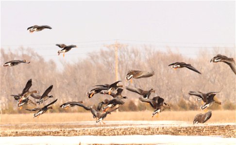 Spring Geese Migration Huron Wetland Management District