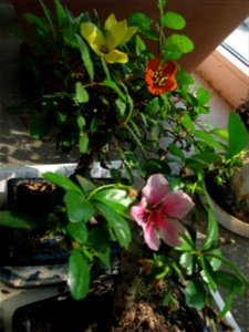 bonsai-bloom2009_0410_151326