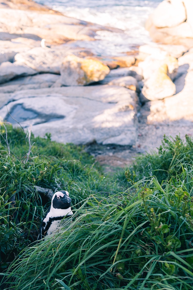 Animal penguin rocks