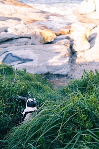 Animal penguin rocks