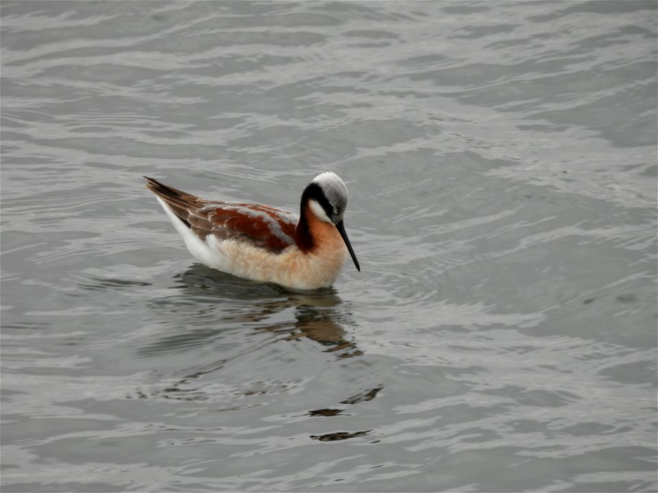 Wilson's phalarope photo