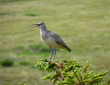Bristle-thighed Curlew photo