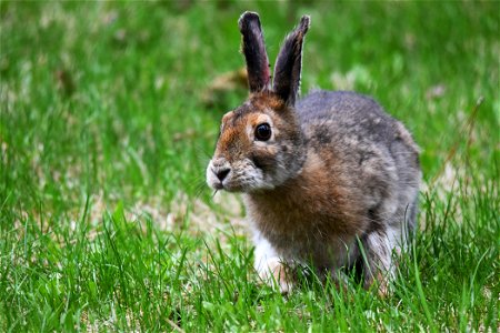 Snowshoe hare