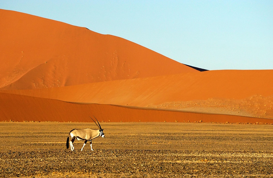 Animal oryx landscape