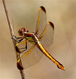 SKIMMER, YELLOW-SIDED (Libellula flavida) (05-12-2023) sandhills gamelands, moore co, nc -04 female