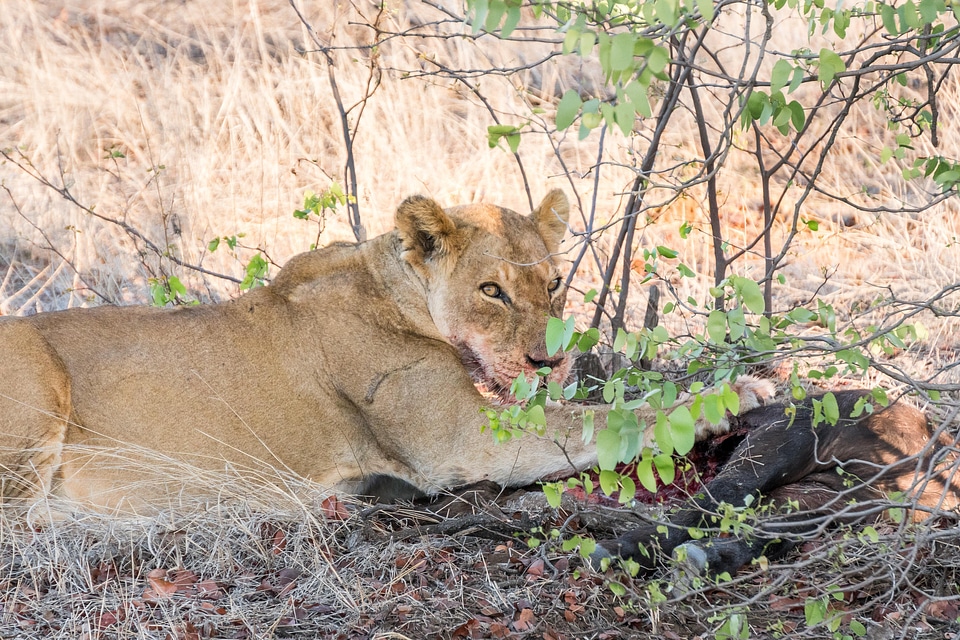 Animal lion feline