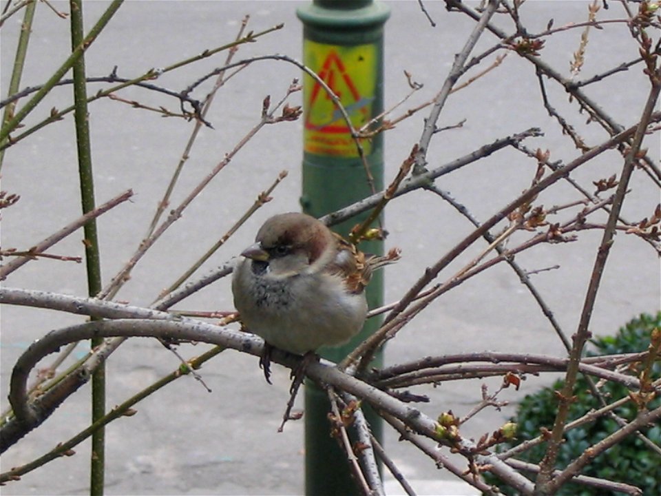 cismigiu_20041205_07