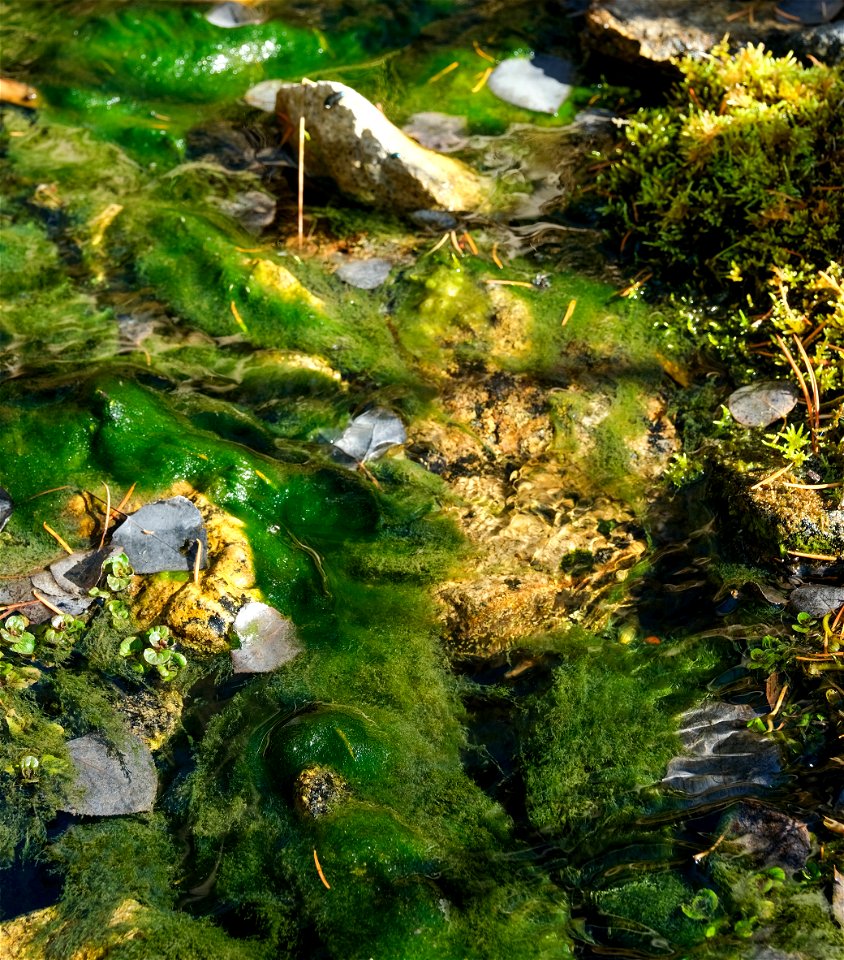 Moss and rocks in the creek along Limekiln Trail.