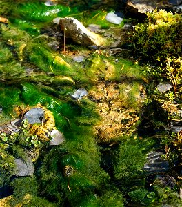 Moss and rocks in the creek along Limekiln Trail.