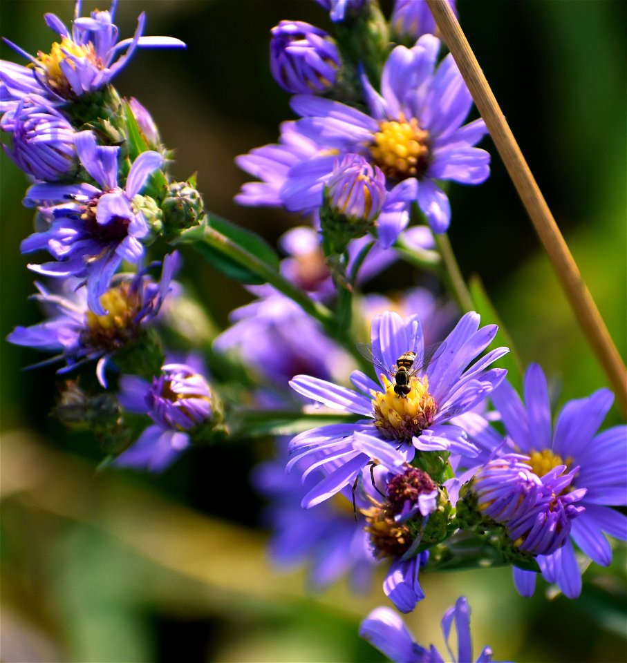 Smooth Blue Aster & BeeLake Andes Wetland Management District South Dakota