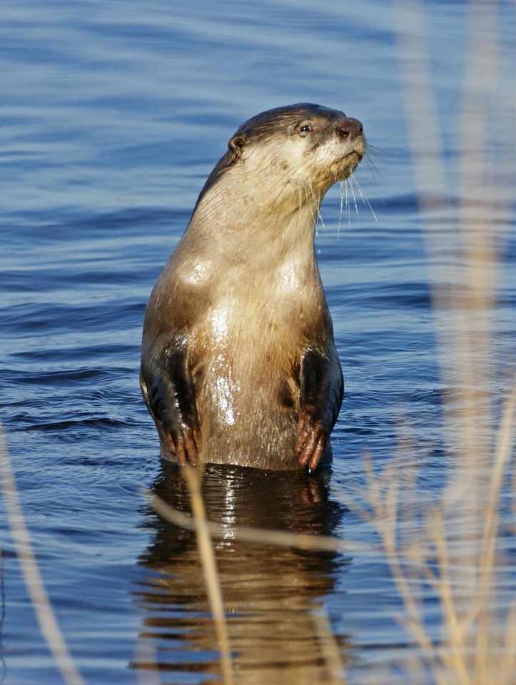 Animal otter nature