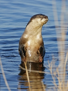 Animal otter nature photo