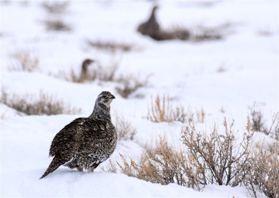 Greater sage-grouse on Seedskadee National Wildlife Refuge