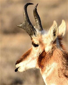 Pronghorn at Seedskadee National Wildlife Refuge