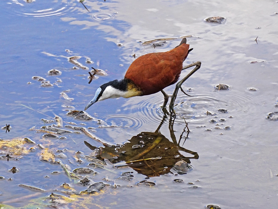 Animal jacana bird