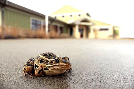 Leopard Frog photo