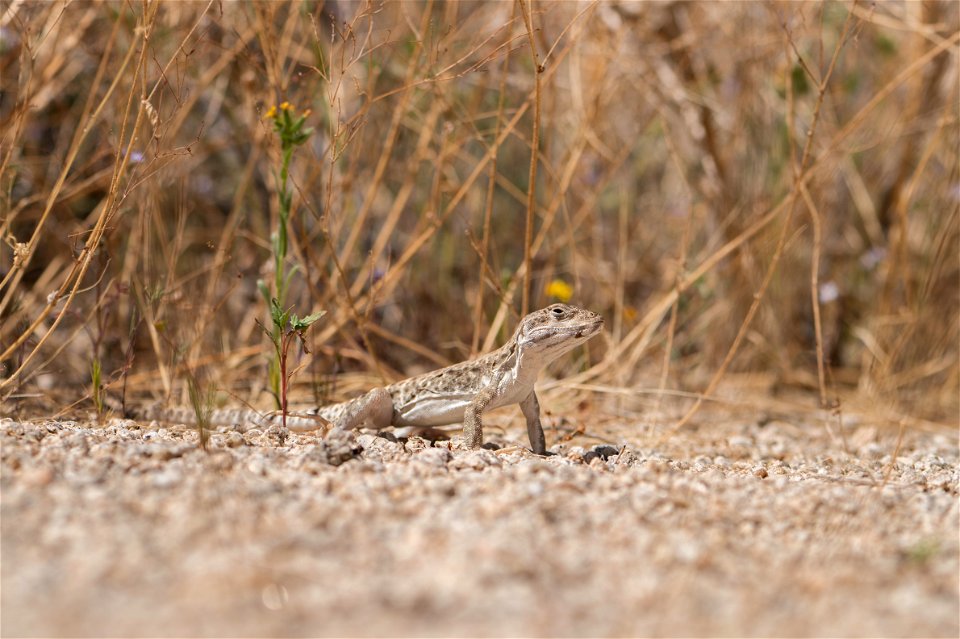 Long-nosed Leopard Lizard photo