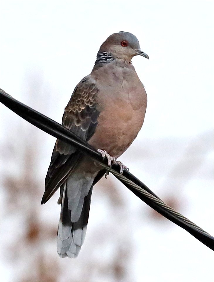 427 - ORIENTAL TURTLE-DOVE (02-20-2022) palo alto, santa clara co, ca.-06
