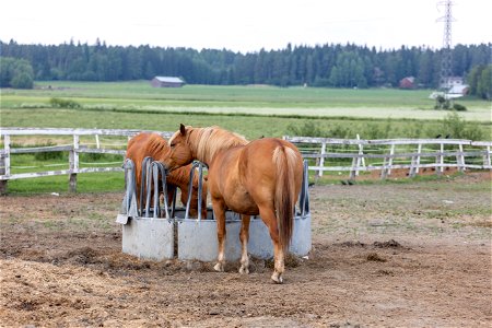 Kissankulman eläinpiha, Hämeenlinna