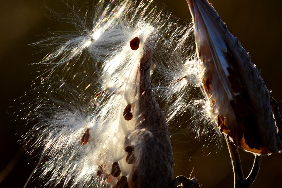 Showy milkweed at Seedskadee National Wildlife Refuge