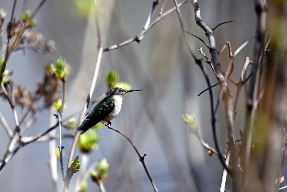 Ruby-throated hummingbird photo