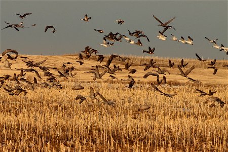 Spring Migration of Sandhill Cranes and Waterfowl Huron Wetland Management District photo