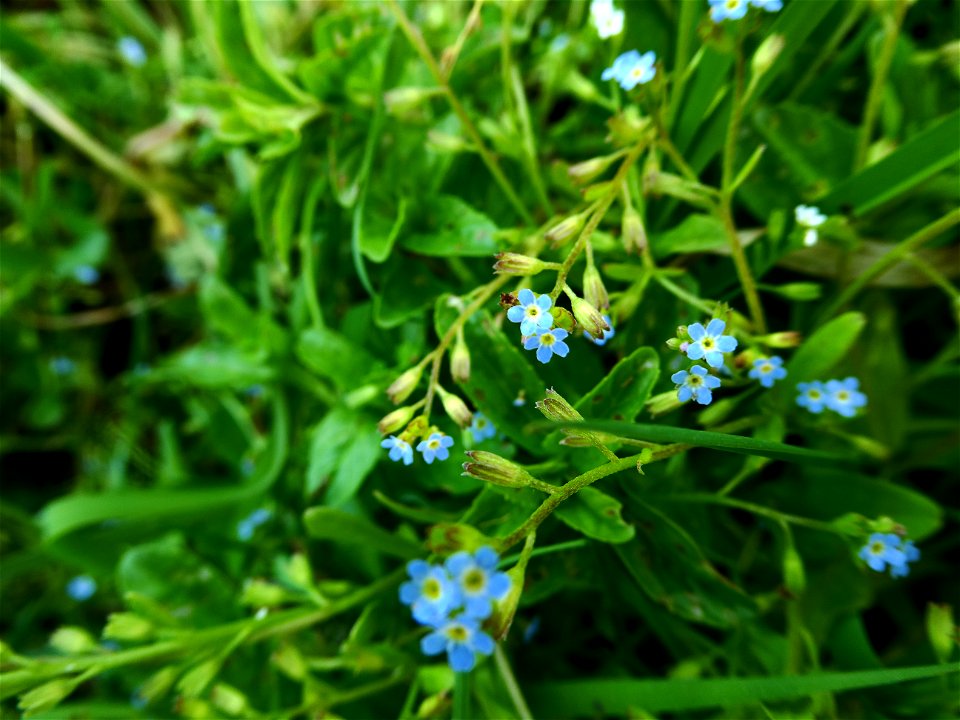 Myosotis sicula Guss., 1843