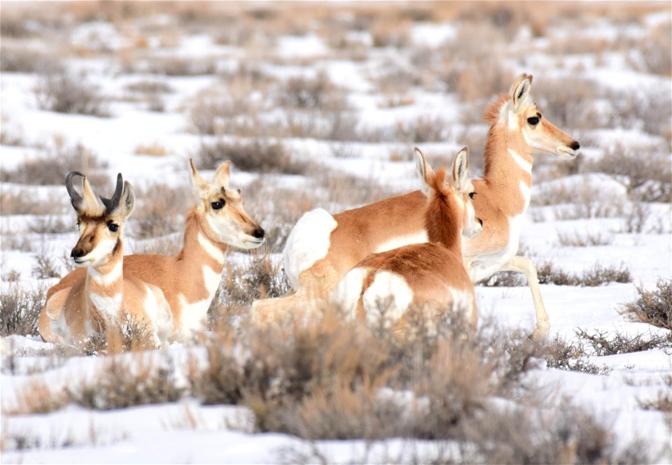 Pronghorn on Seedskadee National Wildlife Refuge