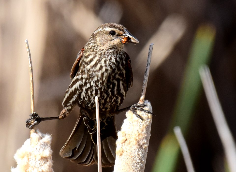Red-winged Blackbird at Seedskadee National Wildlife Refuge