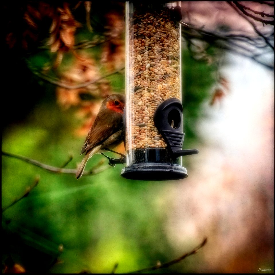Shy Robin