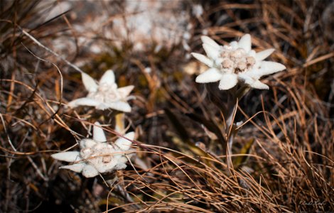 Edelweiss, la flor de las nieves