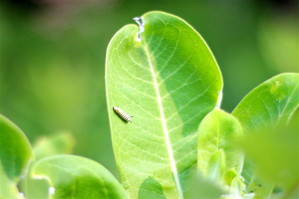 Monarch Caterpillar on Common Milkweed photo