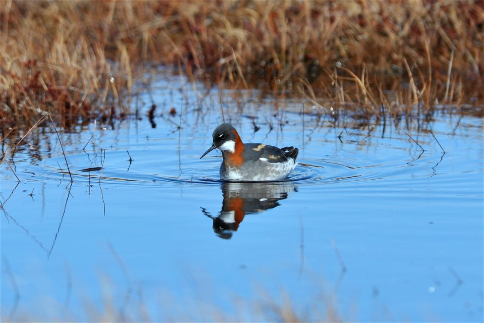 Red-necked Phalarope