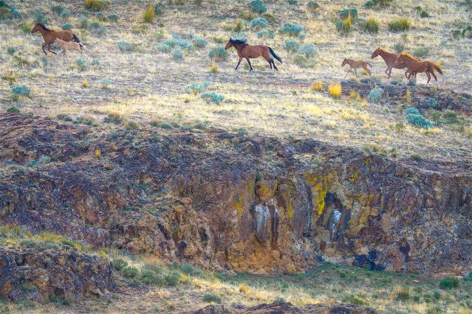 Wild Horses at Fox Hog HMA