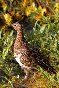 Willow Ptarmigan photo