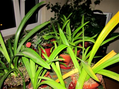 trand_rosumic2011_1118_202911